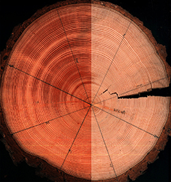 A photo of a cut tree trunk showing its tree rings.